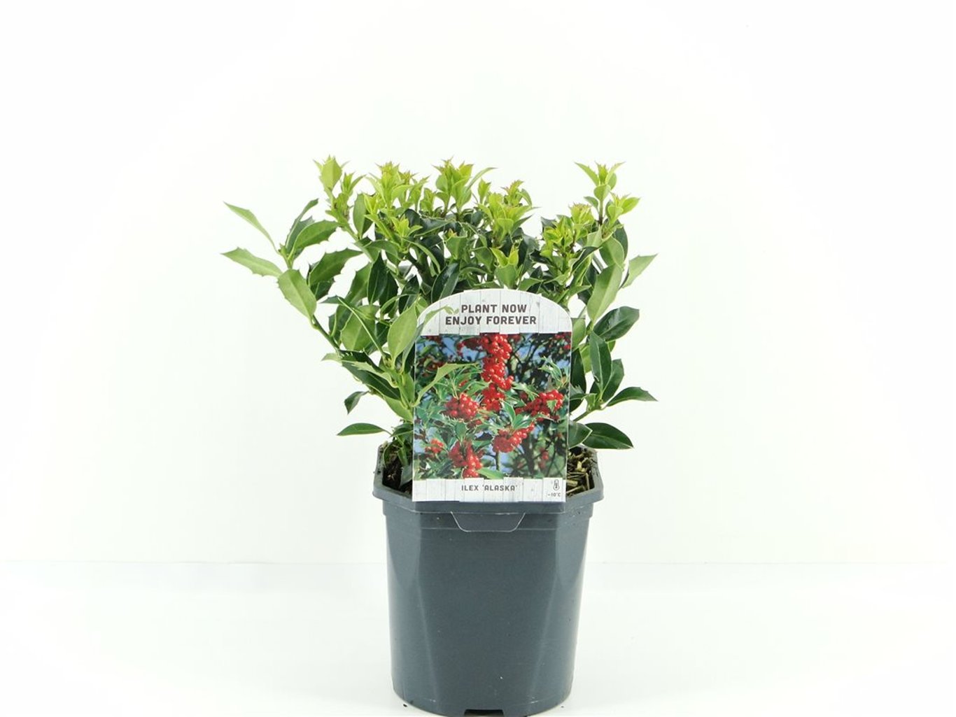 Ilex aq. 'Alaska' - C2